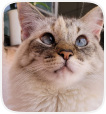Foto Gato